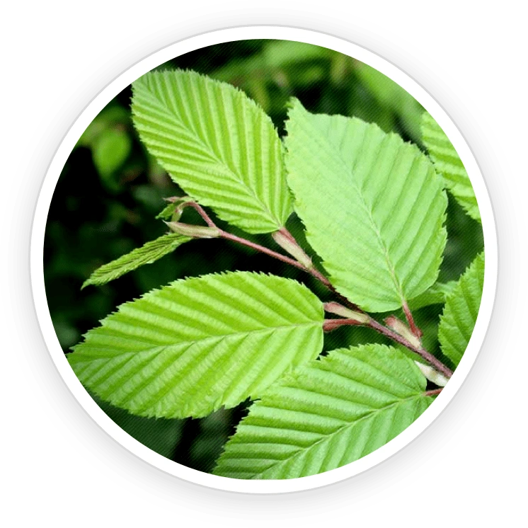 Slippery Elm Bark - PrimeBiome Ingredients for Gut Lining